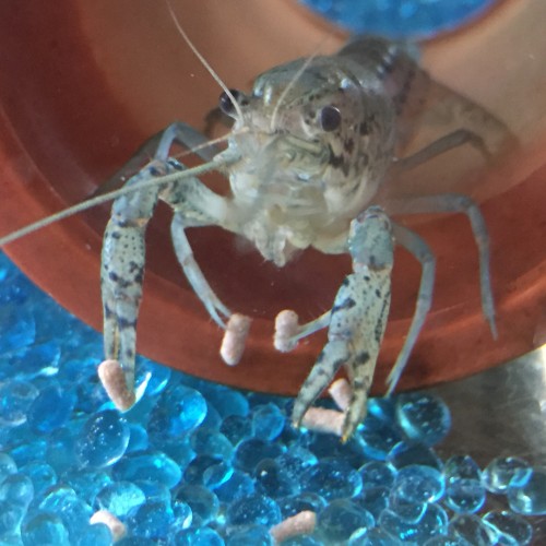 37730065_2173700599312747_6613649341145939968_n