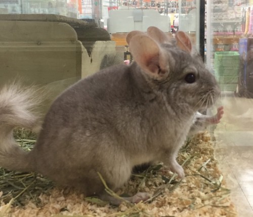 写真 2018-11-16 10 33 24