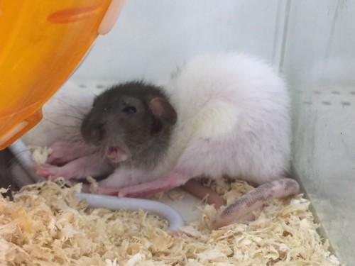 写真 2018-11-11 19 48 43