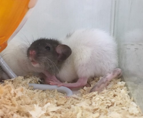 写真 2018-11-11 19 48 40