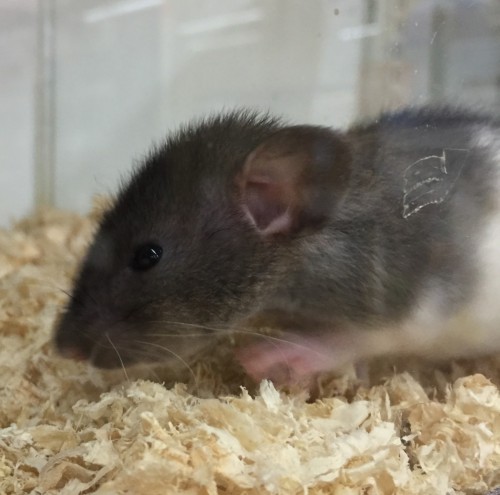 写真 2018-11-11 19 49 10