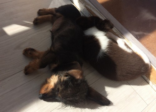 写真 2018-11-15 12 19 33