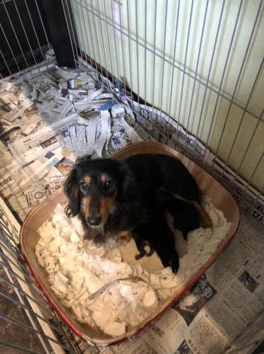 写真 2018-11-21 13 37 57