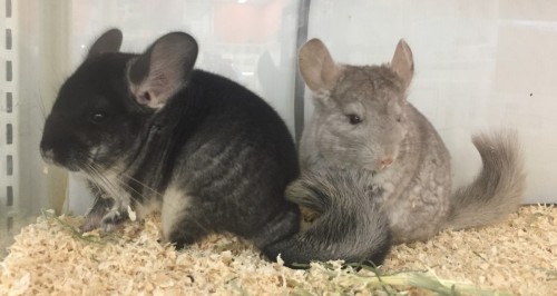 写真 2018-11-16 10 34 45