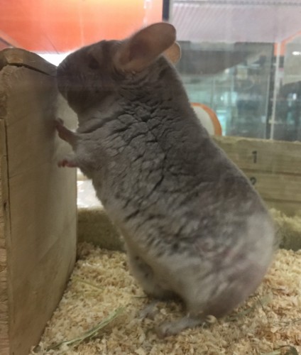 写真 2018-11-16 10 35 01