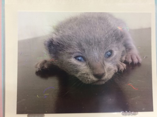 写真 2018-11-24 11 29 45