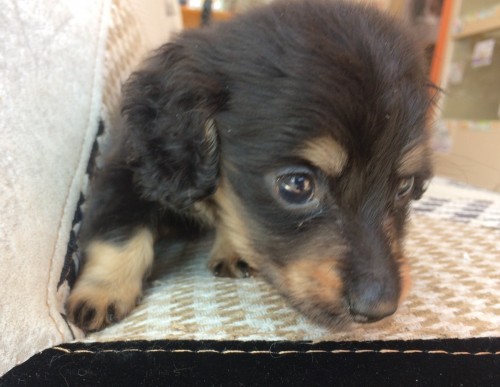 写真 2019-01-27 13 18 59