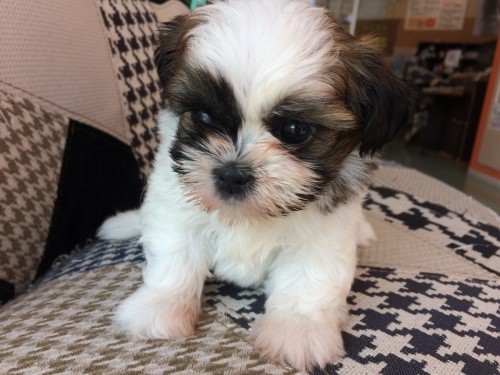 写真 2019-01-27 13 15 17