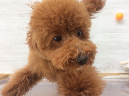 写真 2019-02-24 12 24 10