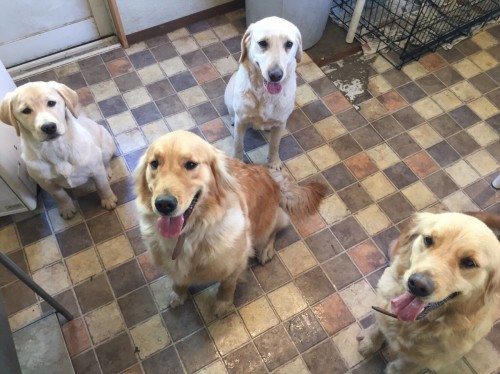 写真 2019-02-02 13 08 26