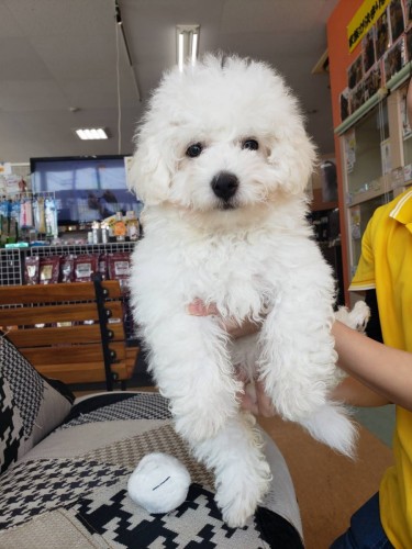 写真 2019-04-06 12 33 33