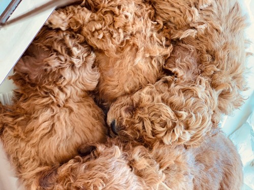 写真 2019-04-06 12 06 29