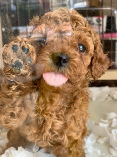 写真 2019-04-06 11 44 09