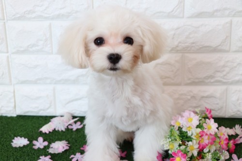 写真 2019-03-15 12 16 09