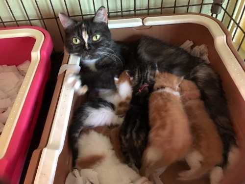 写真 2019-05-22 16 21 41