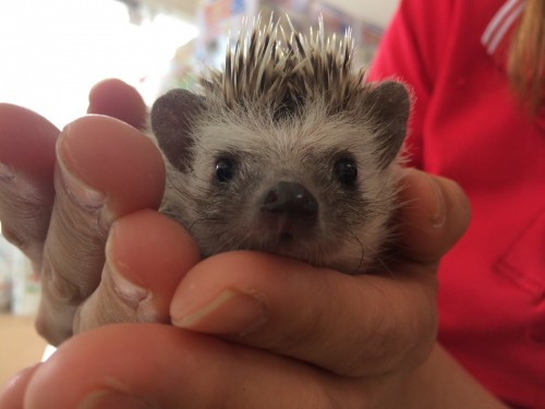 写真 2019-05-06 12 48 35