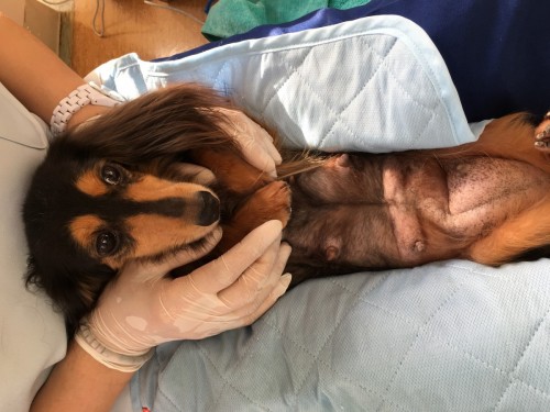 写真 2019-05-10 16 41 05 (1)