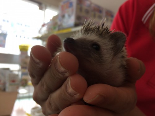 写真 2019-05-06 12 48 32