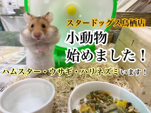 写真 2019-05-17 18 32 53