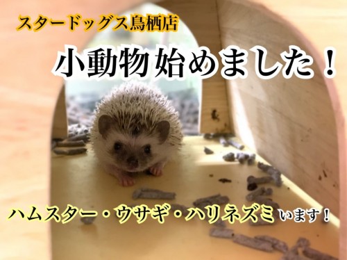 写真 2019-05-17 18 32 58