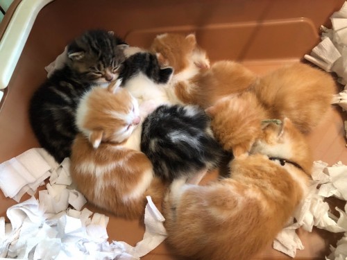 写真 2019-05-23 9 06 48