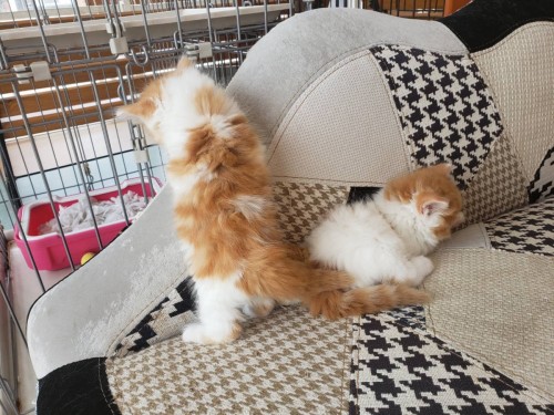 写真 2019-06-15 15 49 01