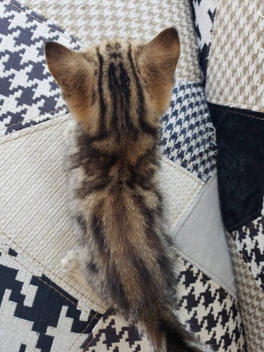 写真 2019-06-20 14 28 46