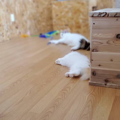 写真 2019-07-04 12 44 08