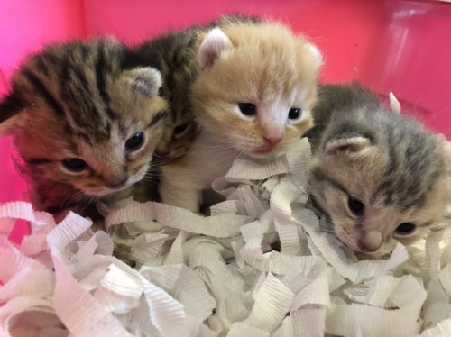 写真 2019-08-19 10 29 05