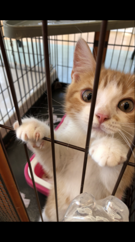 写真 2019-08-13 11 04 37