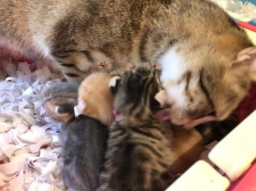 写真 2019-08-19 10 29 01