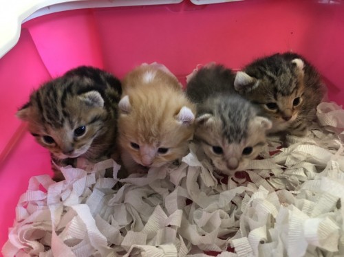 写真 2019-08-19 10 29 13