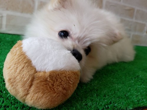 3B0103ED-FFD8-4E91-A6FD-0A0C761262DA