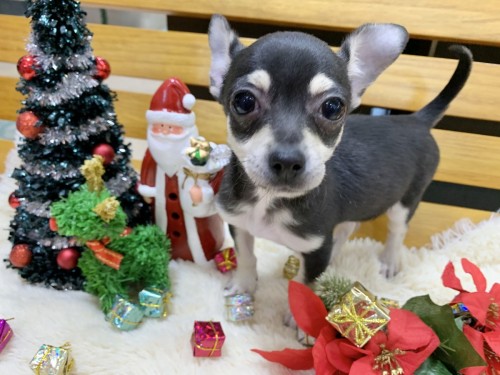 写真 2019-11-28 18 27 46