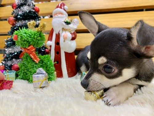 写真 2019-11-28 18 35 41