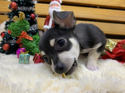 写真 2019-11-28 18 31 53