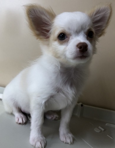 写真 2019-11-28 10 44 19