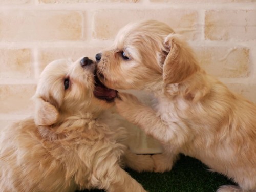 写真 2019-11-30 14 16 22