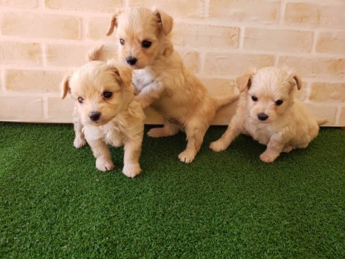 写真 2019-11-30 14 16 30