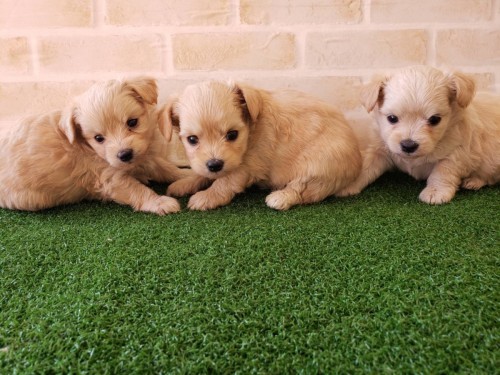 写真 2019-11-30 14 16 17