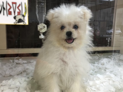 写真 2019-11-25 15 38 37