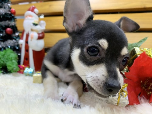 写真 2019-11-28 18 32 25