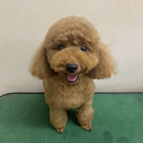 写真 2019-11-20 18 29 44