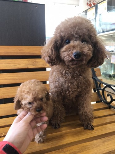 写真 2019-12-29 16 09 20