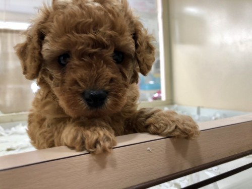 写真 2019-12-03 11 42 02