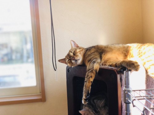 写真 2019-12-28 17 45 32 - コピー