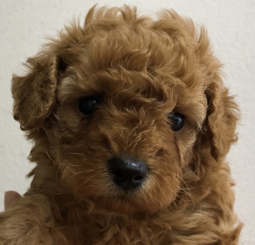 写真 2019-12-03 11 40 42