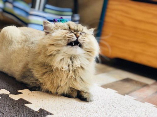 写真 2019-12-28 17 45 26 - コピー