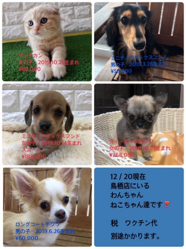 写真 2019-12-20 16 44 21