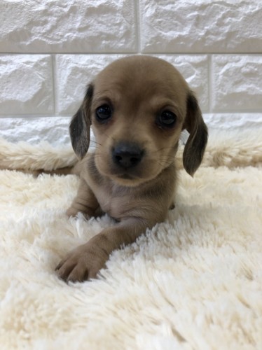 写真 2019-12-06 16 48 53